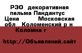 РЭО, декоративная пальма Пандантус › Цена ­ 200 - Московская обл., Коломенский р-н, Коломна г.  »    